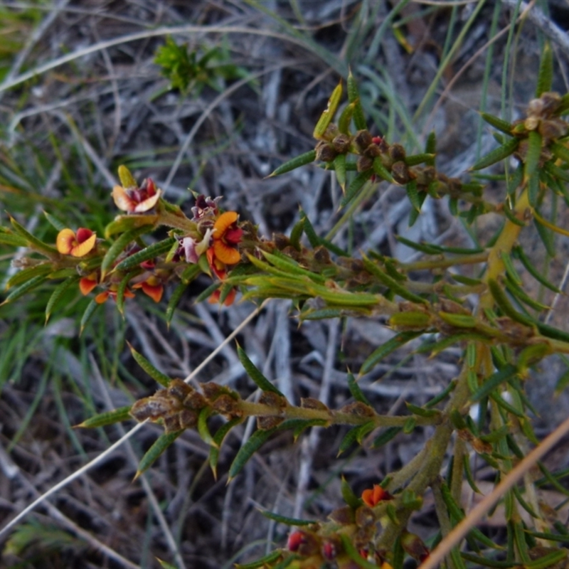 Mirbelia pungens