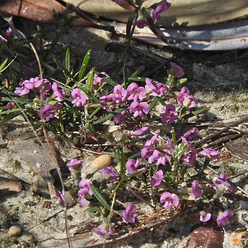 Mirbelia rubiifolia