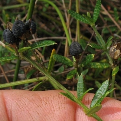 Mirbelia rubiifolia