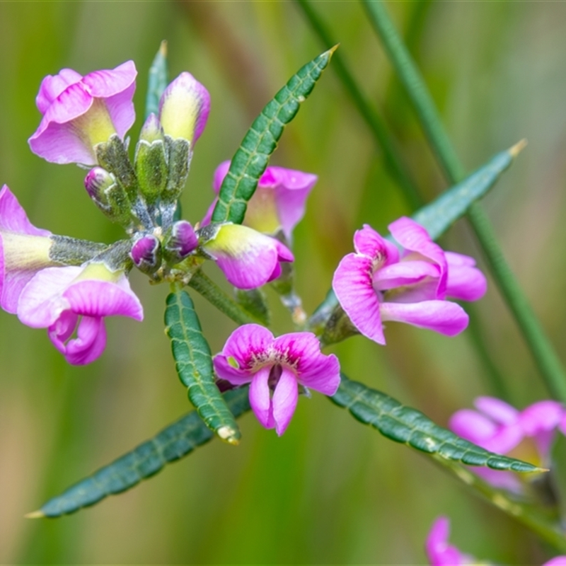 Mirbelia rubiifolia