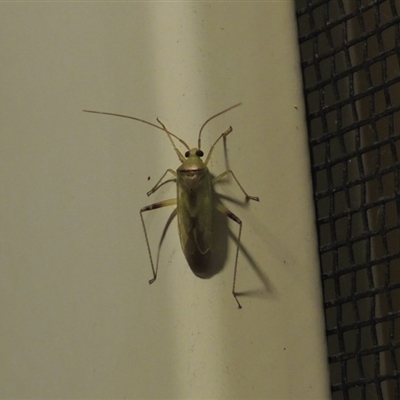 Miridae (family)