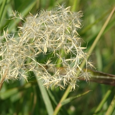 Miscanthus sinensis