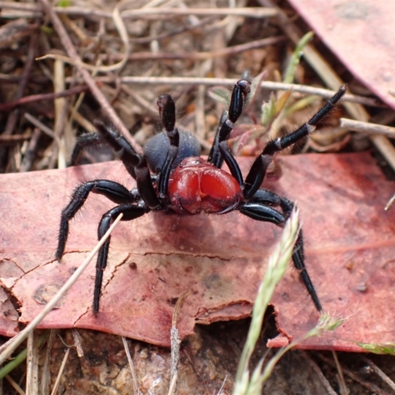 Missulena sp. (genus)