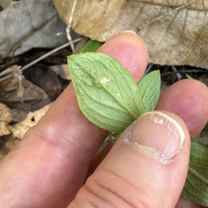 Mitracarpus hirtus