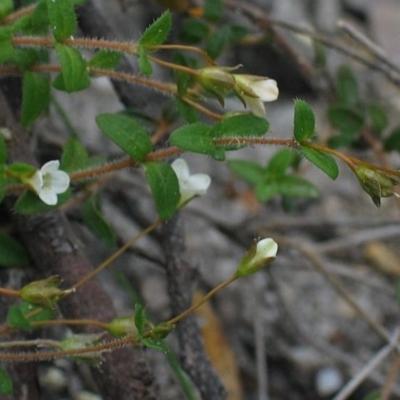 Mitrasacme pilosa