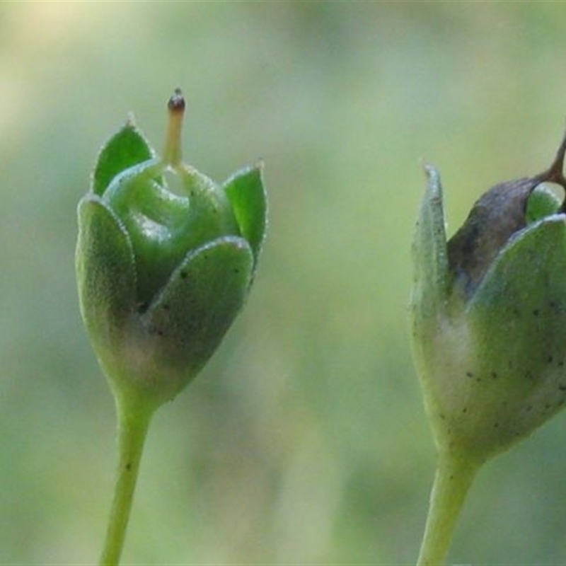 Mitrasacme pilosa