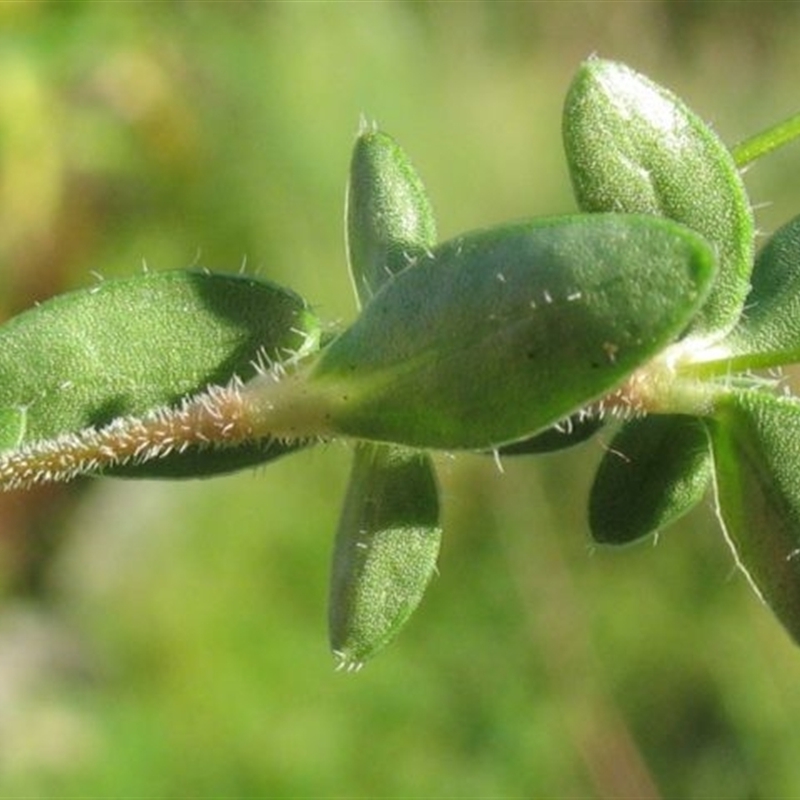 Mitrasacme pilosa