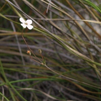 Mitrasacme polymorpha