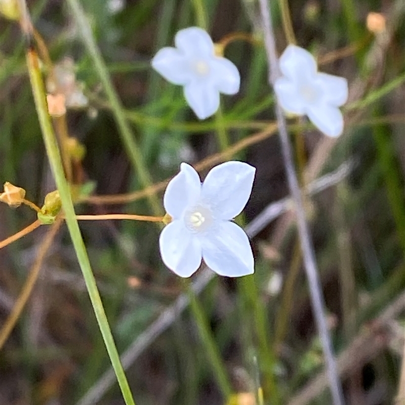 Mitrasacme polymorpha