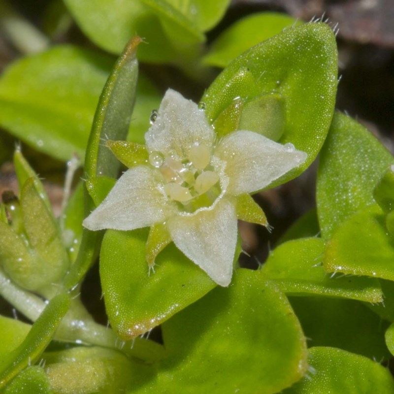 Mitrasacme serpyllifolia