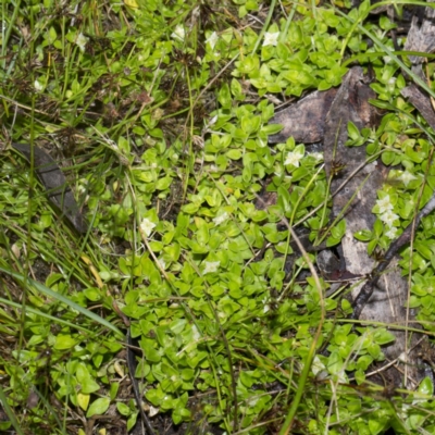 Mitrasacme serpyllifolia