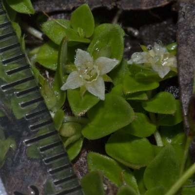 Mitrasacme serpyllifolia