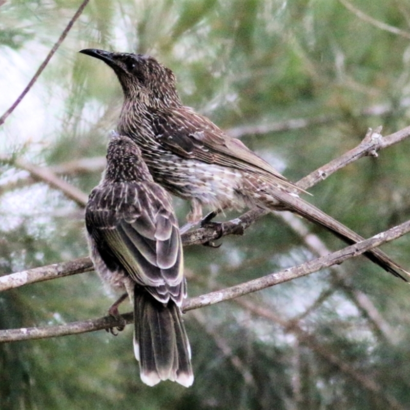 Anthochaera chrysoptera