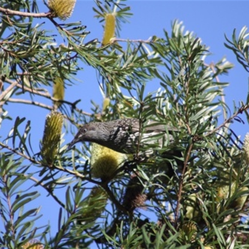 Anthochaera chrysoptera