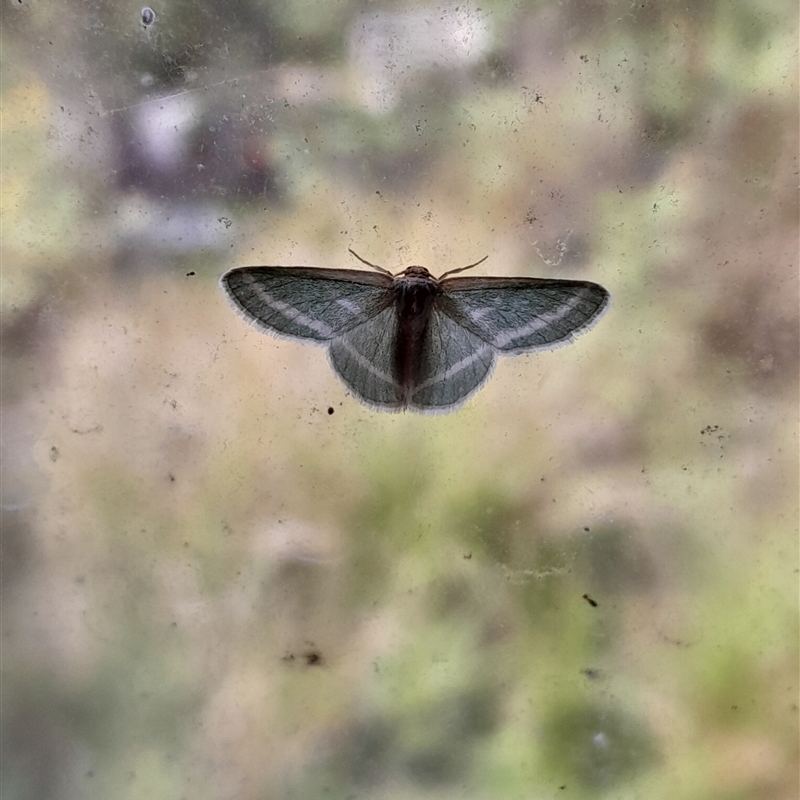 Mixocera latilineata