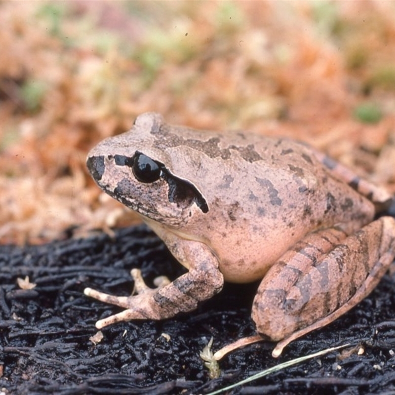 Mixophyes australis