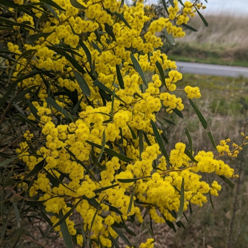 Acacia hakeoides