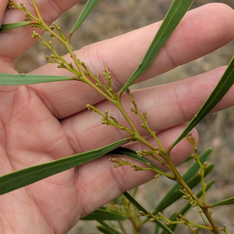 Acacia hakeoides