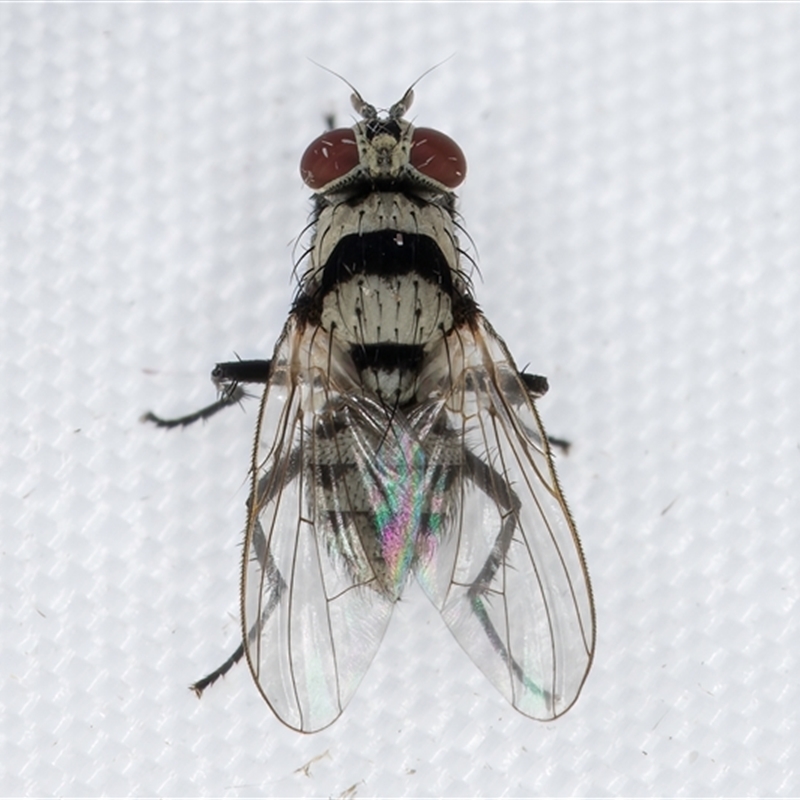 Anthomyia vicarians