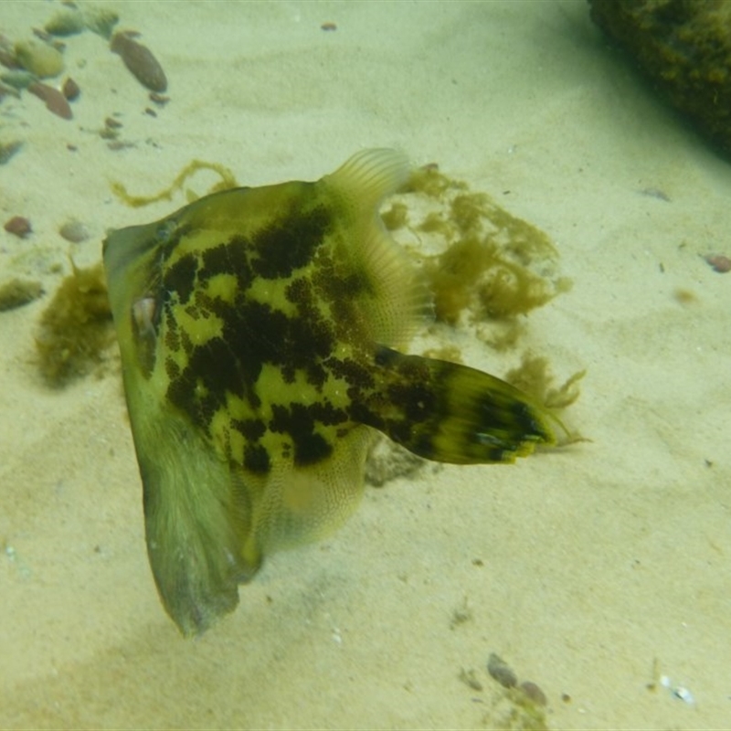 Monacanthus chinensis