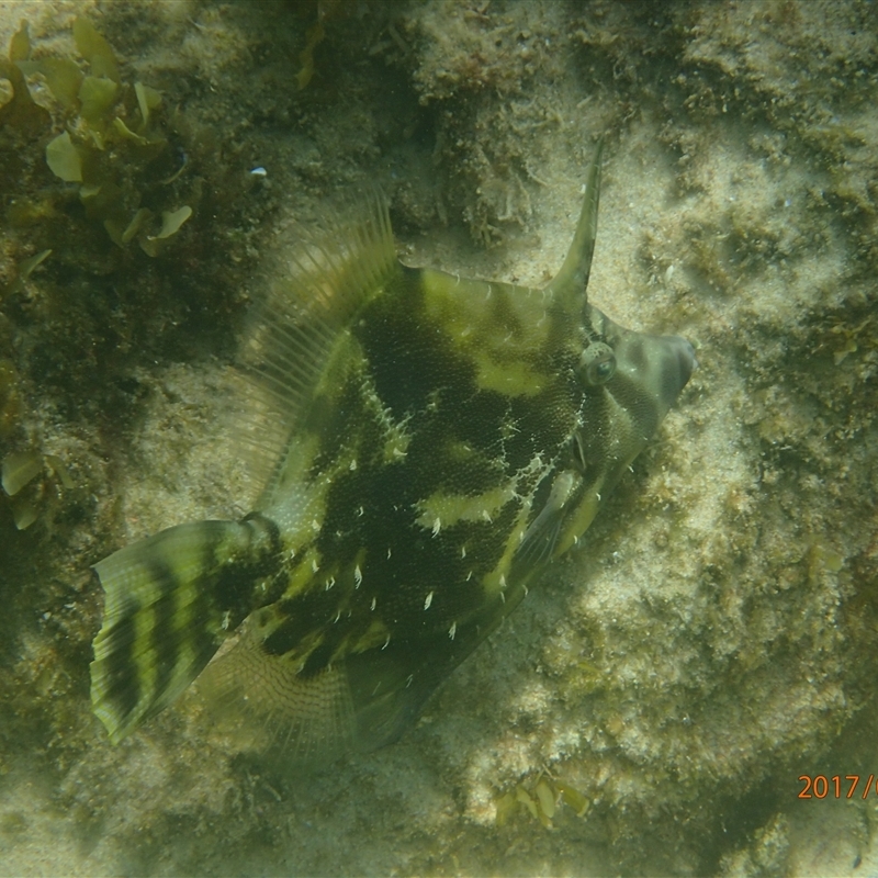 Monacanthus chinensis