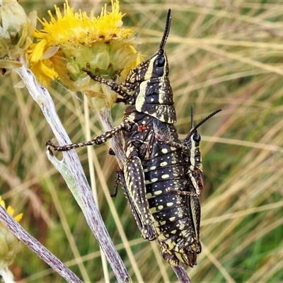 Monistria concinna