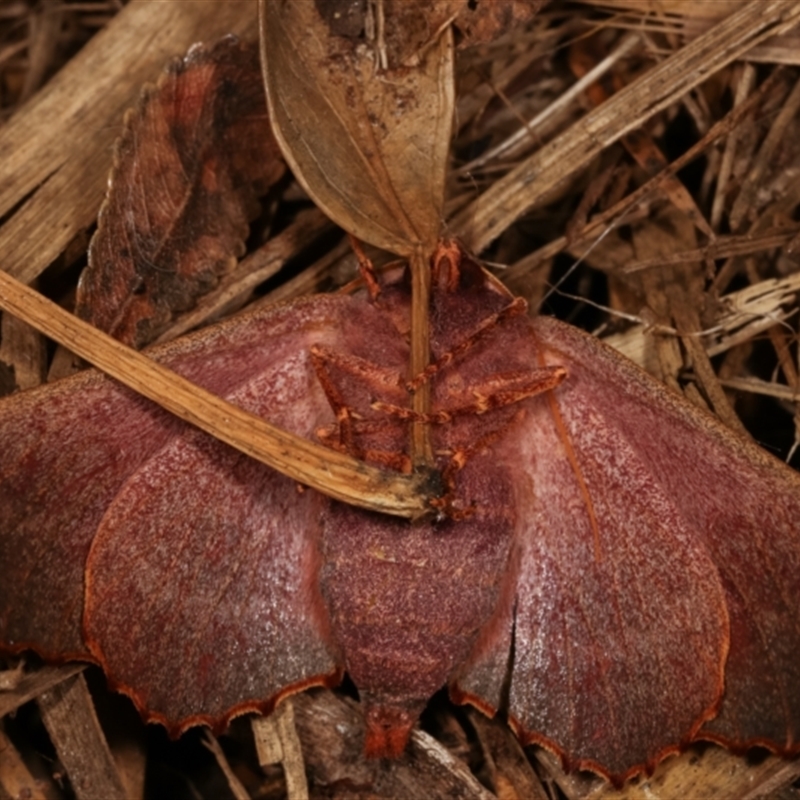 Underside female