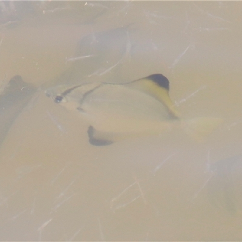 Monodactylus argenteus