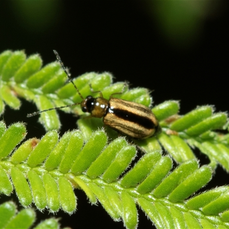 Monolepta froggatti