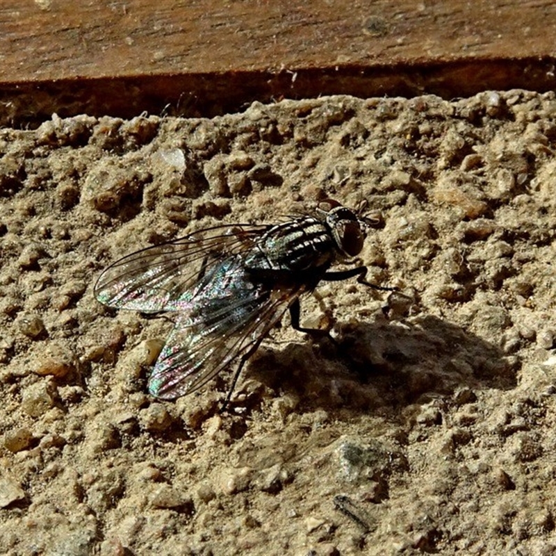 wing venation critical to ID