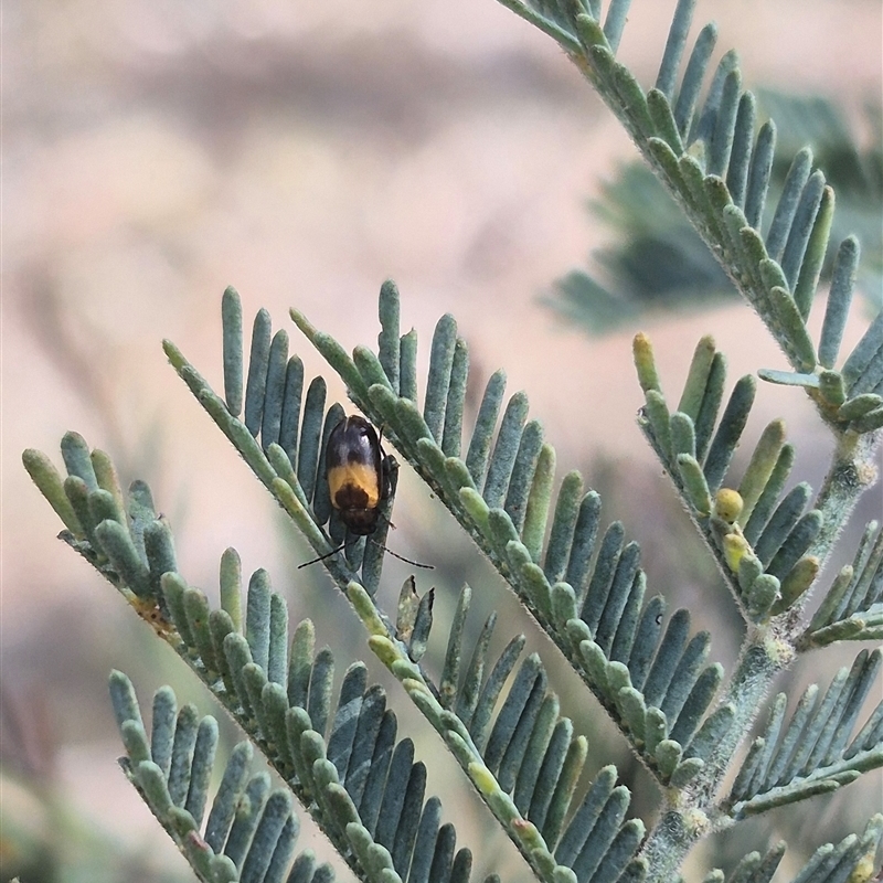 Monolepta minima