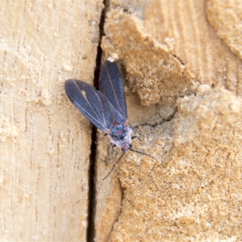 Monophlebidae (family)