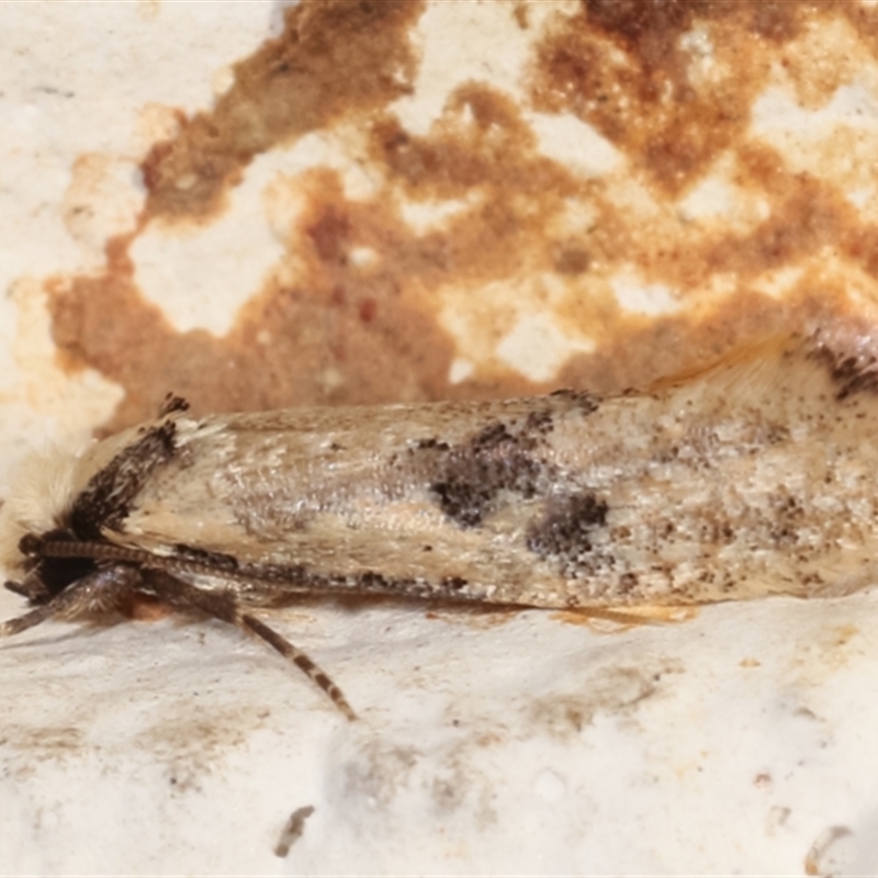 Monopis argillacea