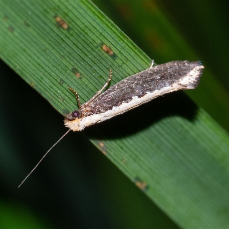 Monopis crocicapitella