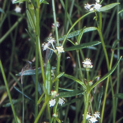 Monotaxis linifolia