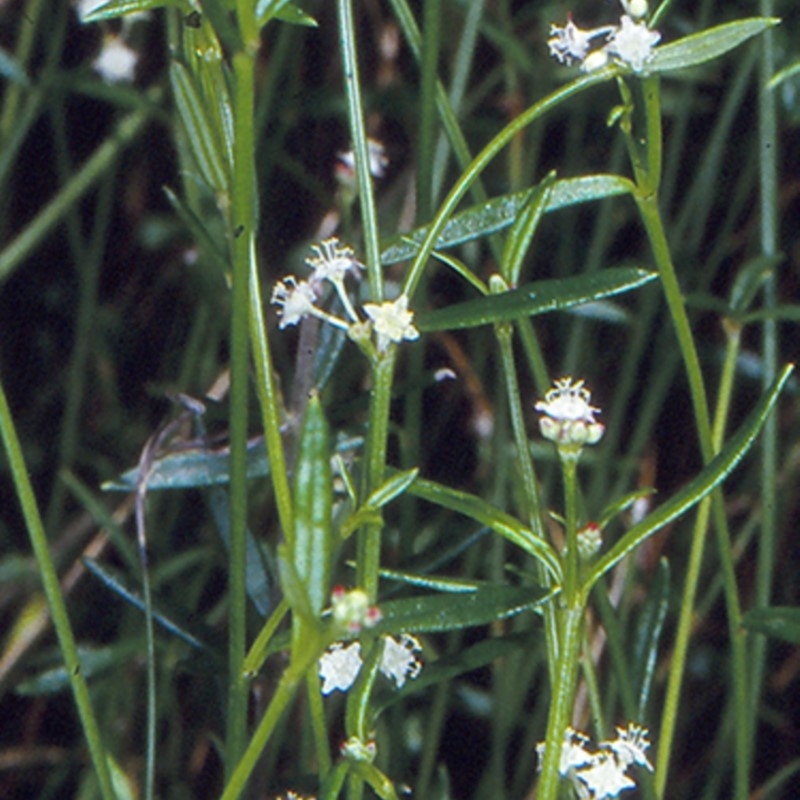 Monotaxis linifolia