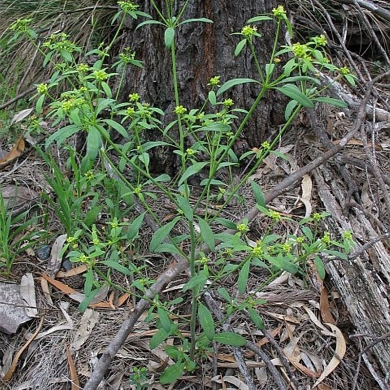 Monotaxis macrophylla