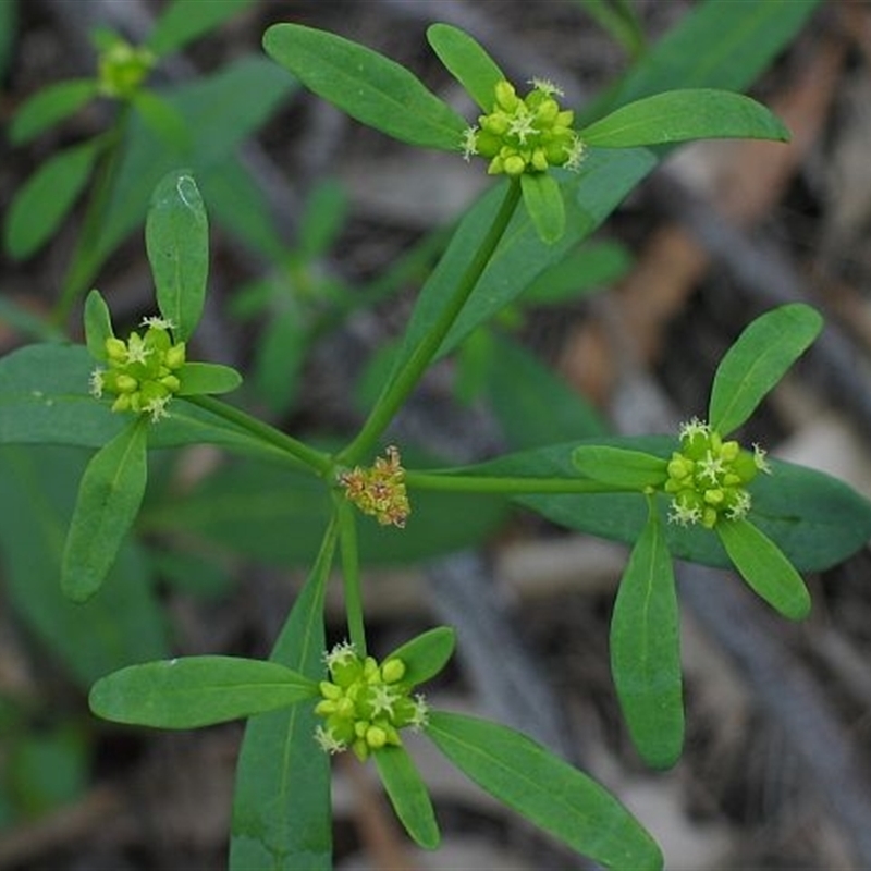 Monotaxis macrophylla