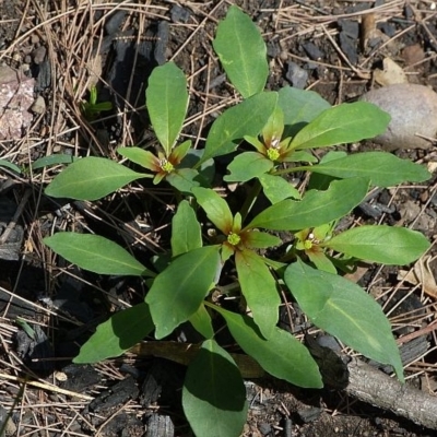 Monotaxis macrophylla