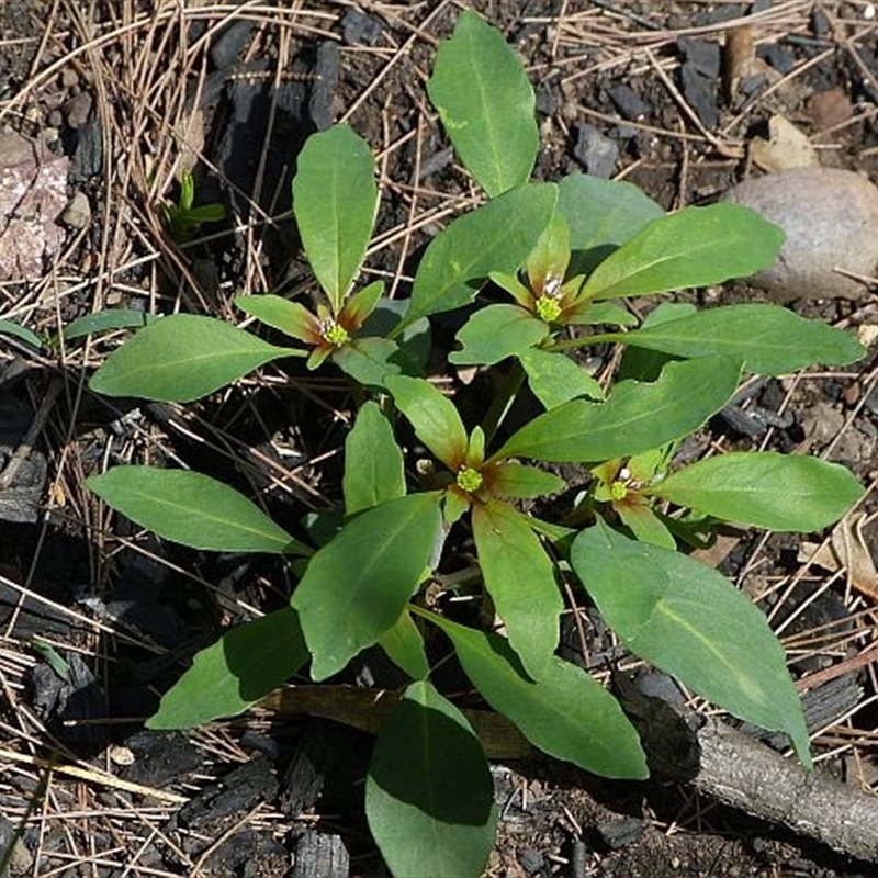 Monotaxis macrophylla