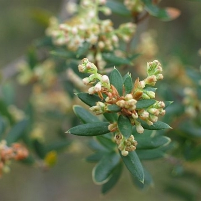 Monotoca elliptica