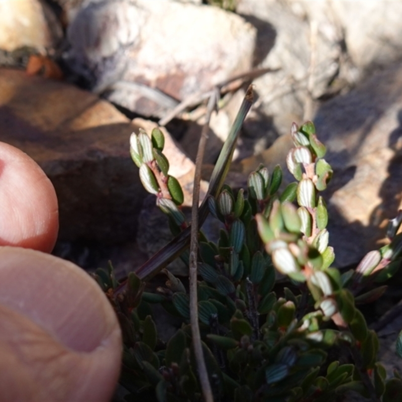 Monotoca rotundifolia