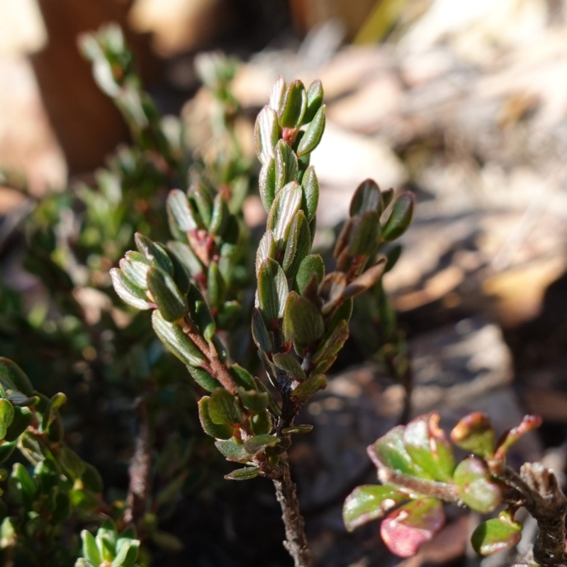 Monotoca rotundifolia