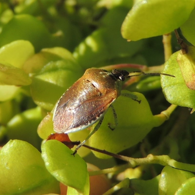 Monteithiella humeralis