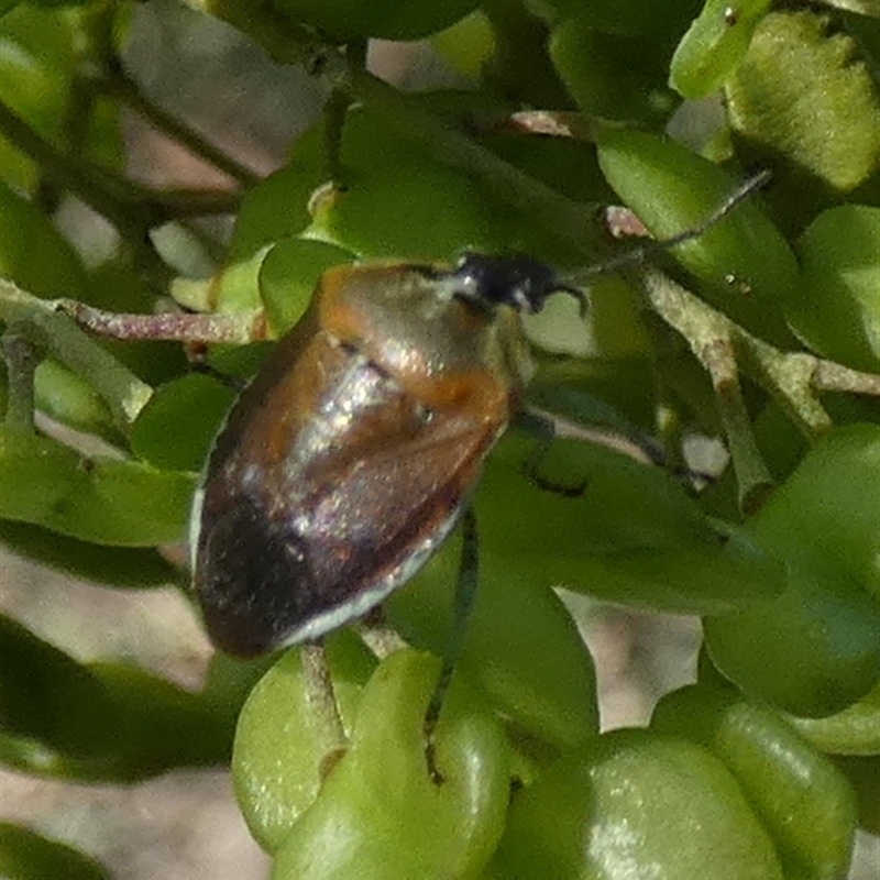 Monteithiella humeralis