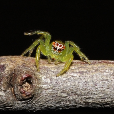 Mopsus mormon