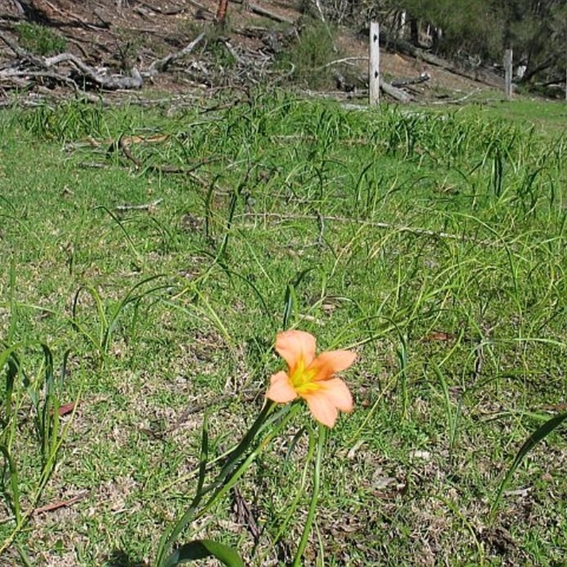 Moraea flaccida