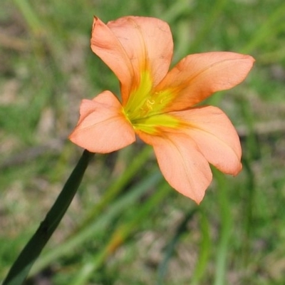 Moraea flaccida