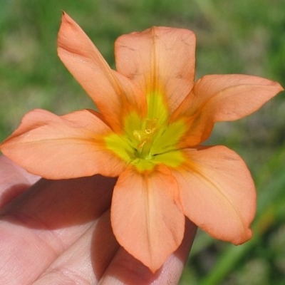 Moraea flaccida