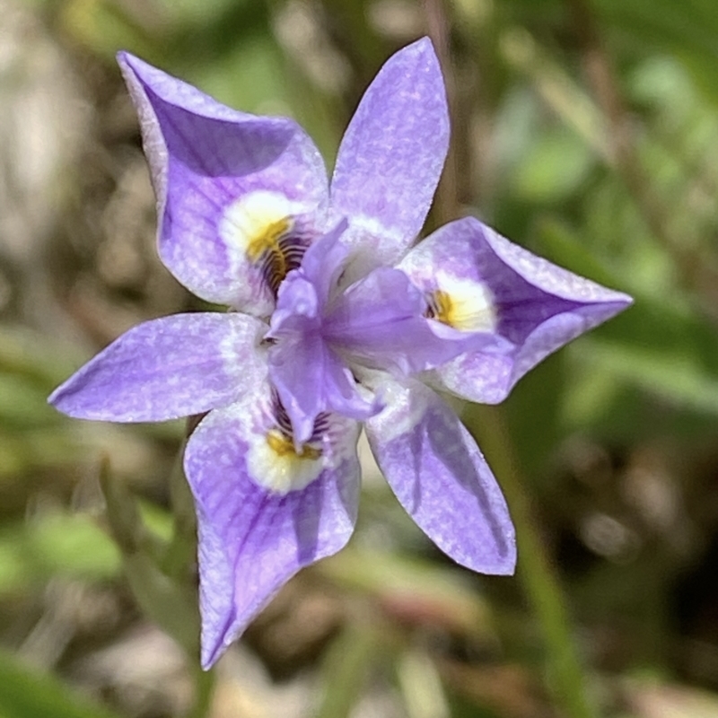 Moraea setifolia